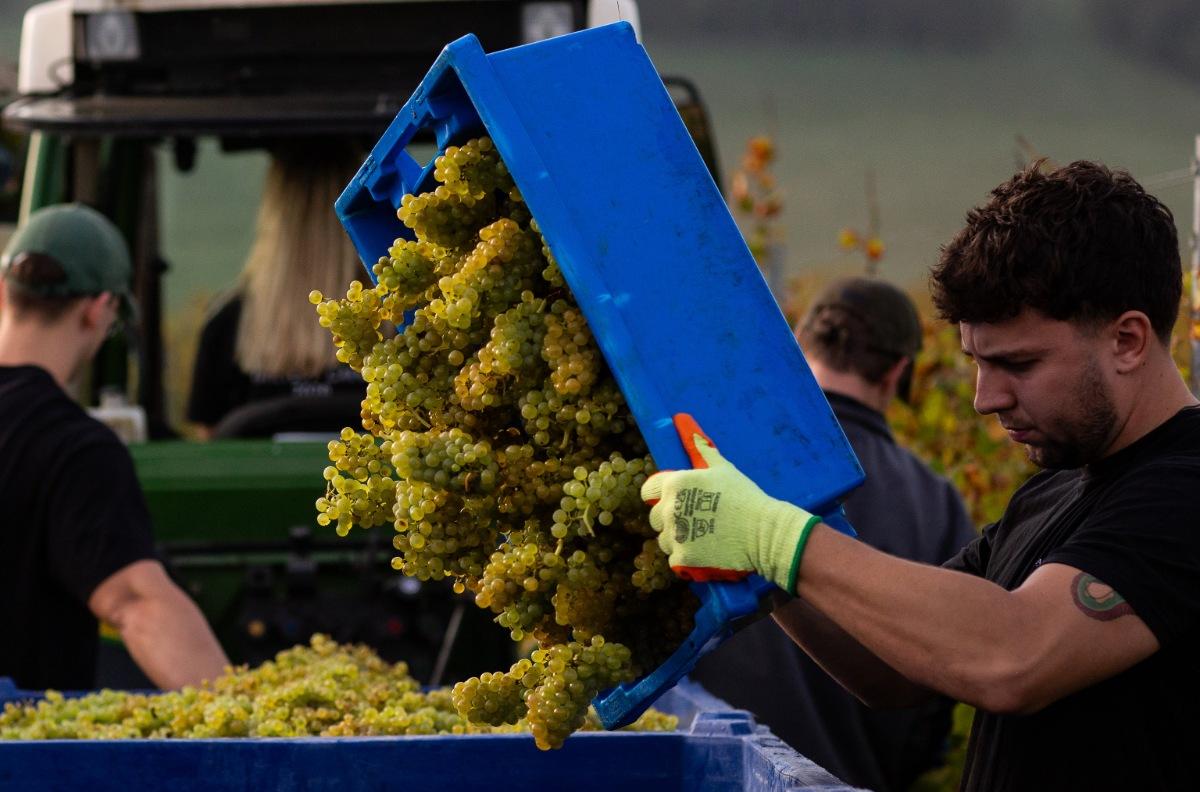 The Great Grape-Picking Crisis